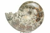 Polished Agatized Ammonite (Phylloceras?) Fossil - Madagascar #220433-1